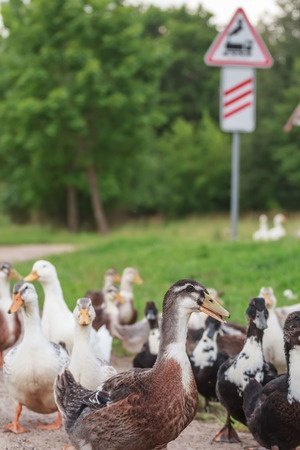 confused ducks